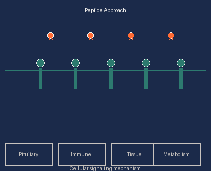 Animated peptide signaling cascade: peptides approach cell membrane, bind to receptors, trigger signal cascade through cytoplasm, activating Pituitary, Immune, Tissue, and Metabolism systems